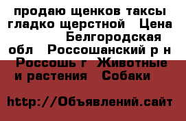 продаю щенков таксы гладко щерстной › Цена ­ 2 000 - Белгородская обл., Россошанский р-н, Россошь г. Животные и растения » Собаки   